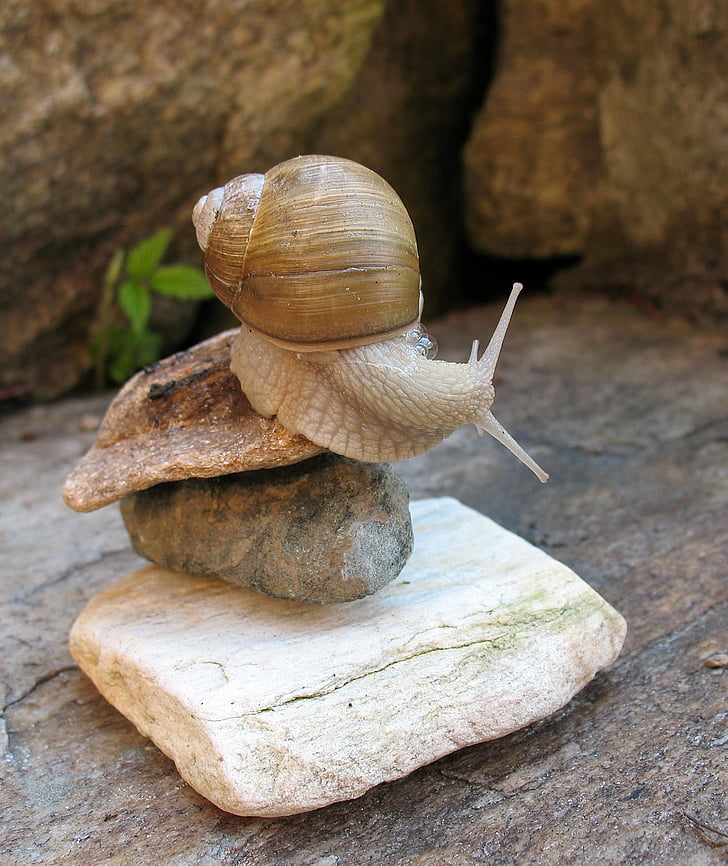 brown snail on brown balance rock