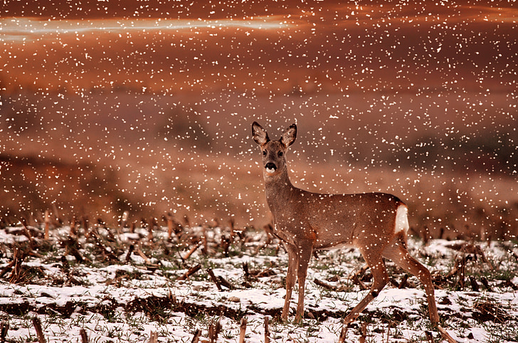 brown deer during snow time