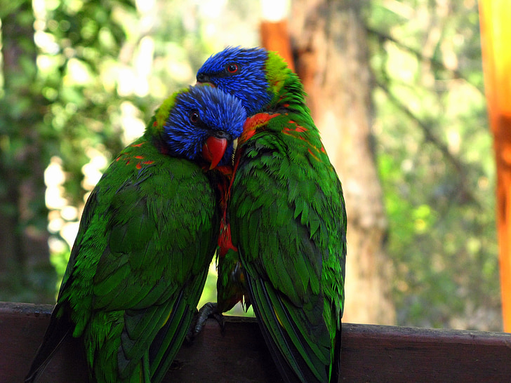 two blue-and-green parrot on top brown surface