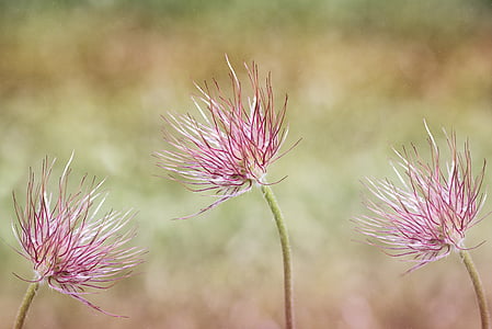 shallow depth of field photo of three pink flowers