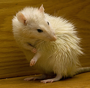 closeup photo of white mouse on brown surface