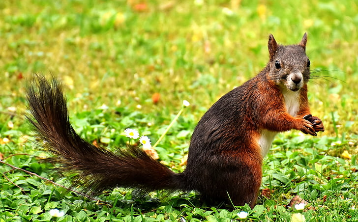 brown squirrel standing on green grass