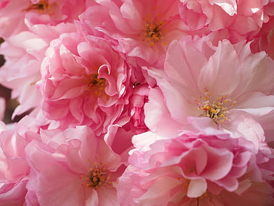 close up photography of pink carnation flowers