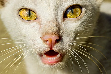 closeup photo of short-furred white cat