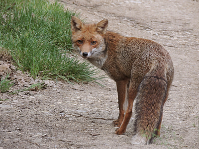 photo of fox near green grass