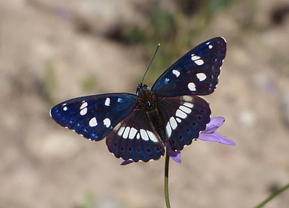 selective focus photo of black and white butterfly perched on purple petaled flower