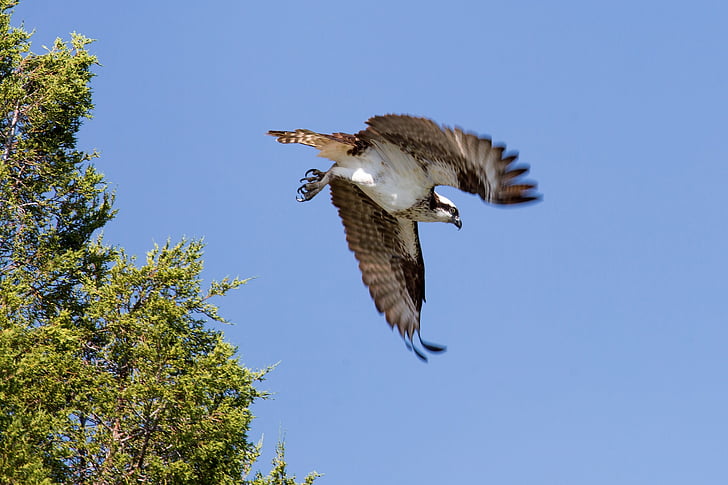 low angle photography of flying osprey under blue sky