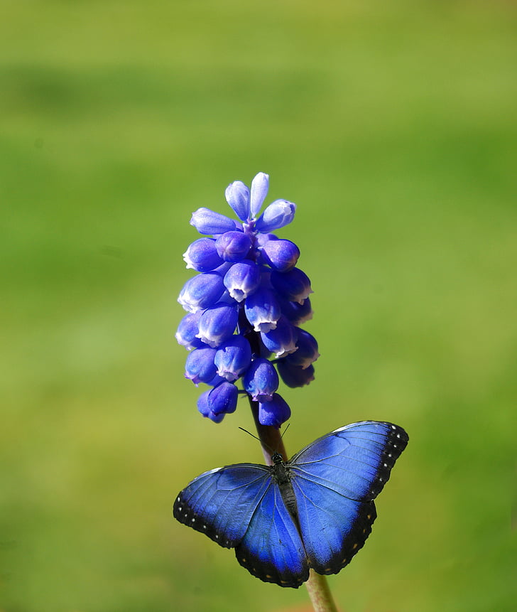 macro photo of blue morpho butterfly perched on blue flower