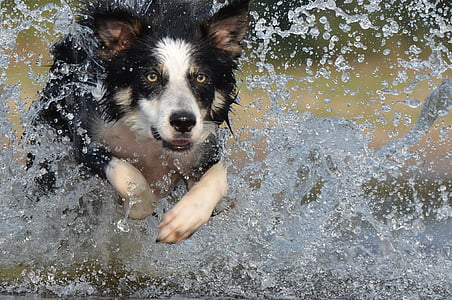 adult white and black border collie running in body of water with droplets