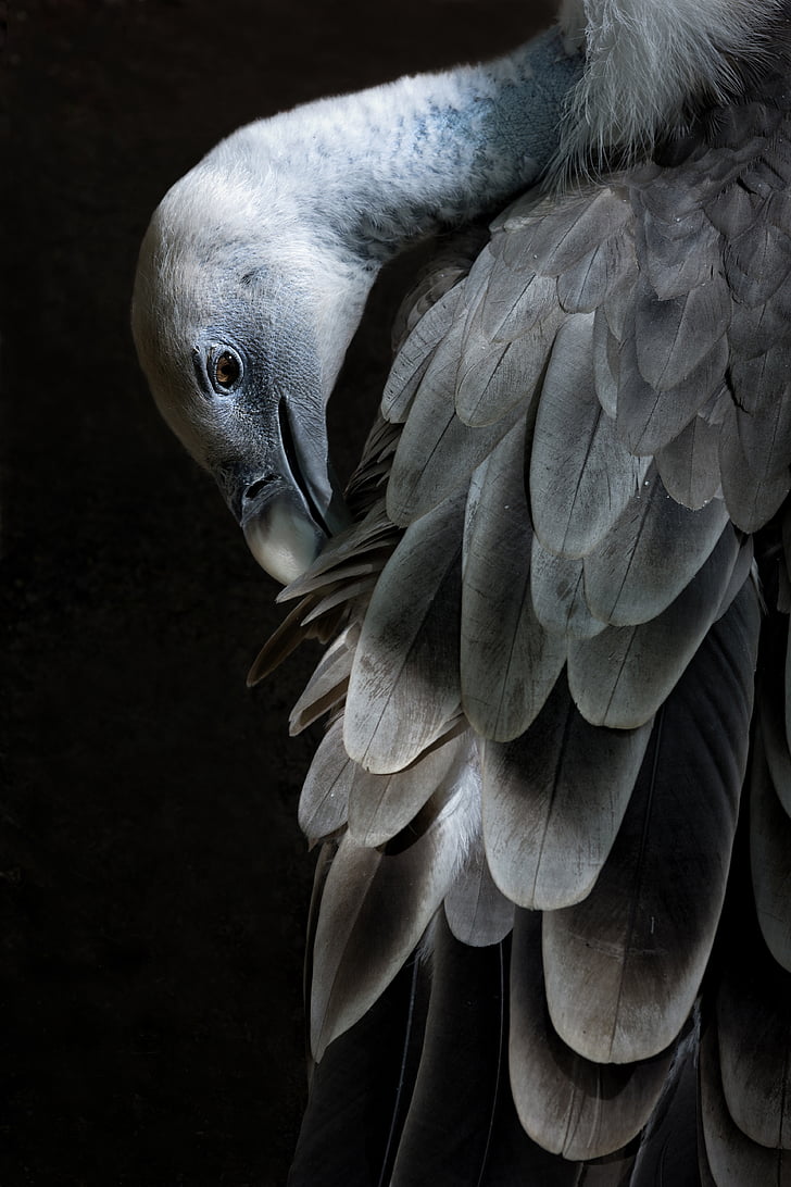 close-up photography of grey vulture