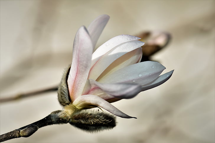 white magnolia flower close up photo