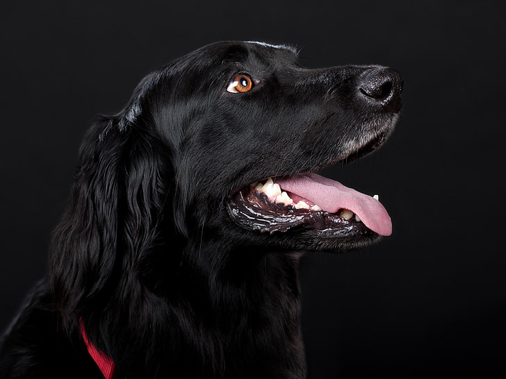 adult black flat-coated retriever close-up photography
