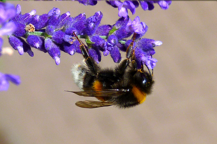black and brown bee on purple flowers
