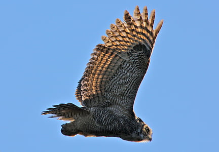 black and brown owl flying in the sky during daytime