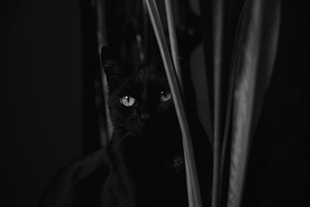 greyscale photography of cat