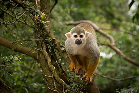 shallow focus photography of gray monkey on top of tree