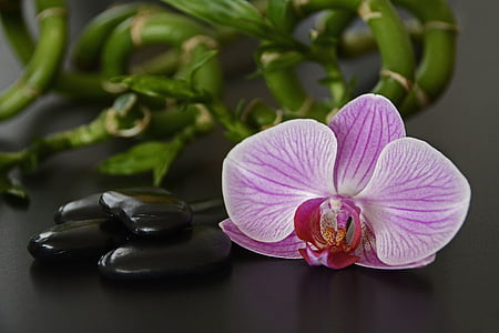 close up photography of pink moth orchid