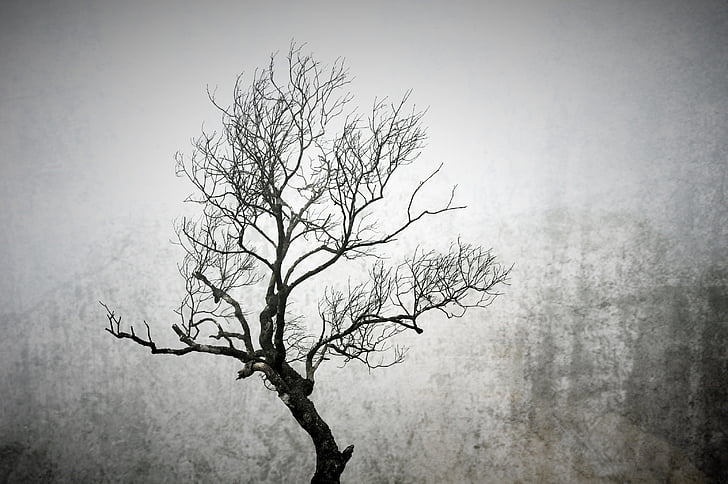 grayscale tree