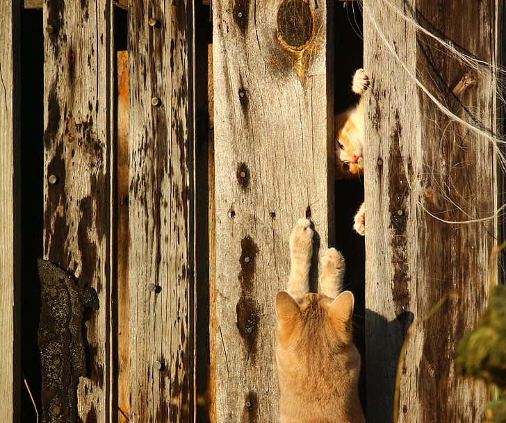 orange cat on gray wooden wall