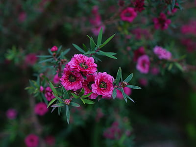 selective focus photography of pink petaled flowers at daytime