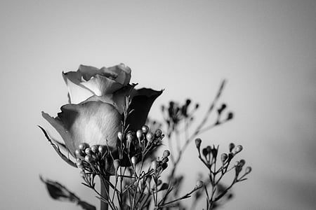 grayscale photo of rose