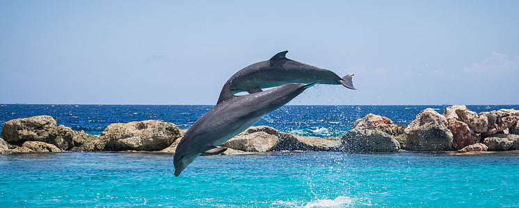 photography of two dolphin jumping over body of water