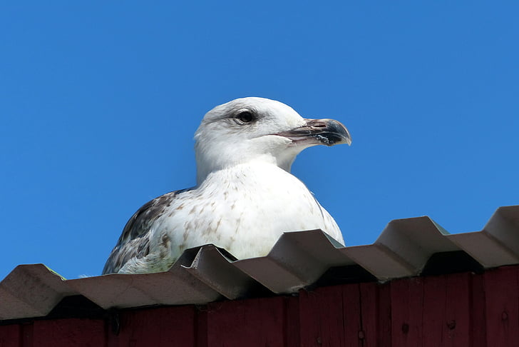 low angle of of white and gray bird on roof