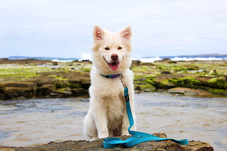 long-coated white dog with blue strap