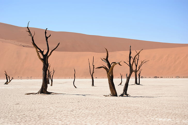 brown withered trees in desert