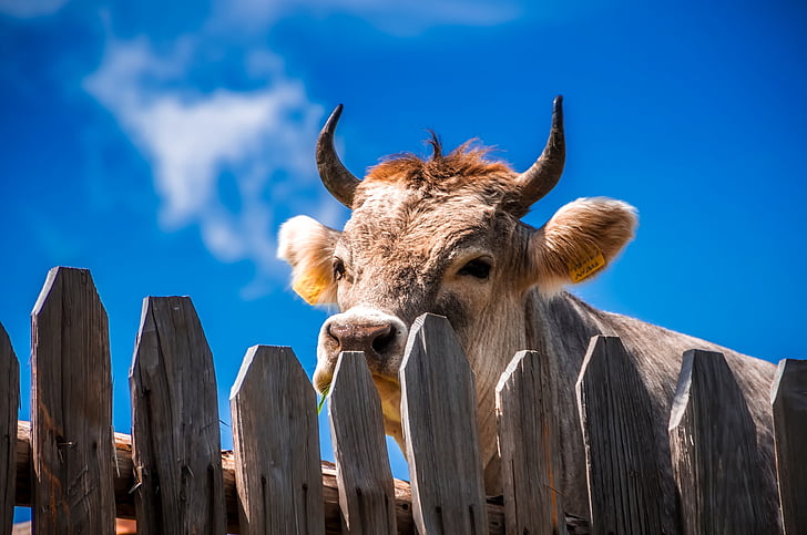 brown cow behind gray wooden fence