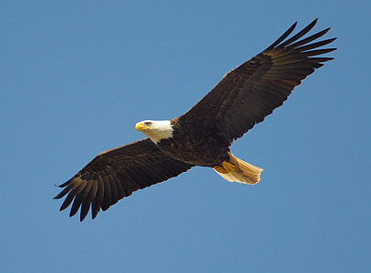 bald eagle on mid-air