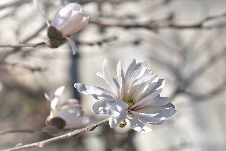 selective focus photo of white Magnolia flowers