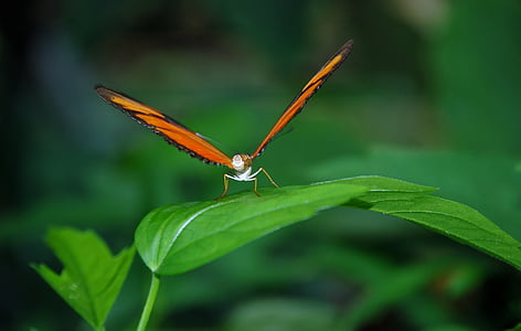 close up photography of red butterfly on green leaf