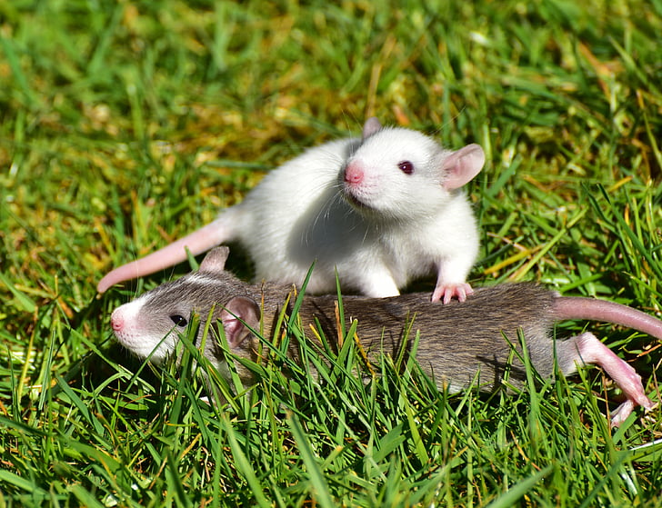 white and brown rat lying on green grass during daytime