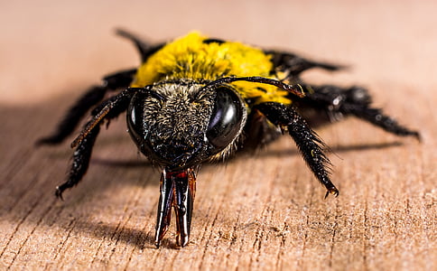 black and yellow bee on brown wood board surface close-up photo