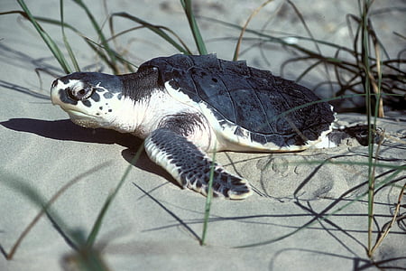 white and black turtle on sand
