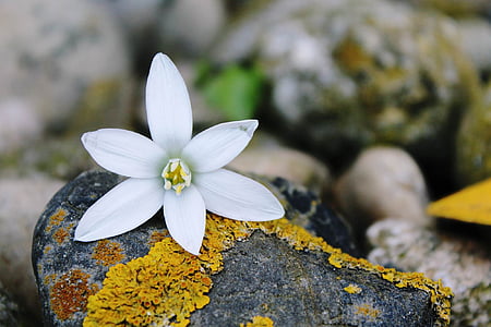 white petaled flower on gray stone
