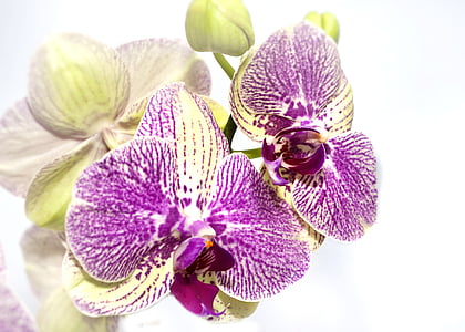 purple-and-beige moth orchid
