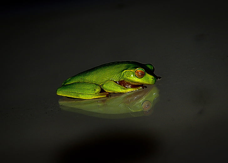 photography of tree frog