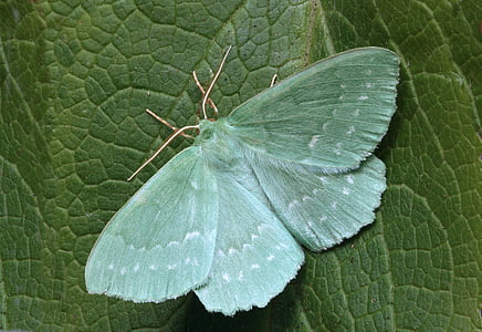 green butterfly perched on green leaf