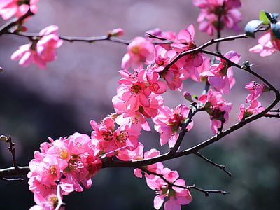 pink, flower, flowers, summer, spring, nature