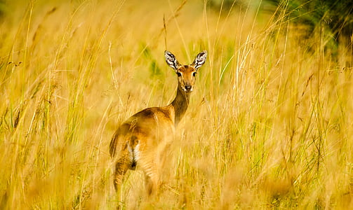 brown deer on brown grass field at daytime