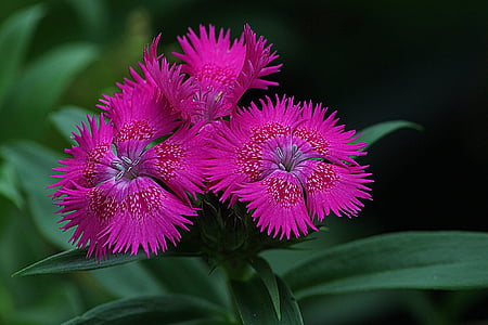 closeup photo of pink dianthus flowers