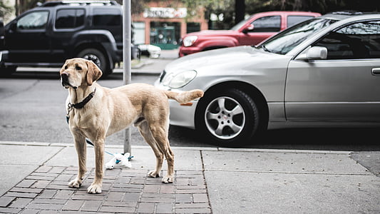 dog standing on the street