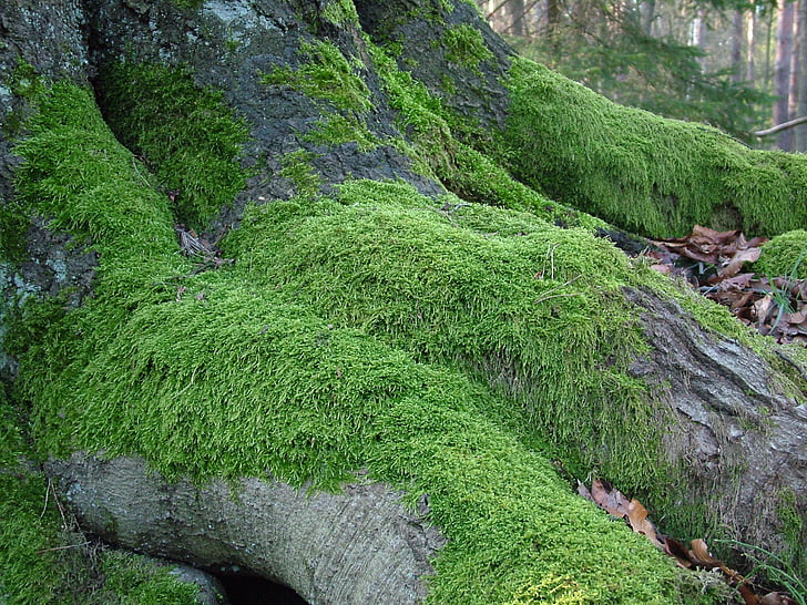 green grass growing on tree roots