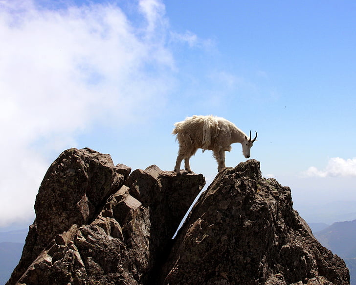 brown goat on top of rock formations during daytime
