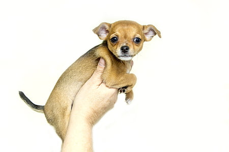 brown Chihuahua puppy