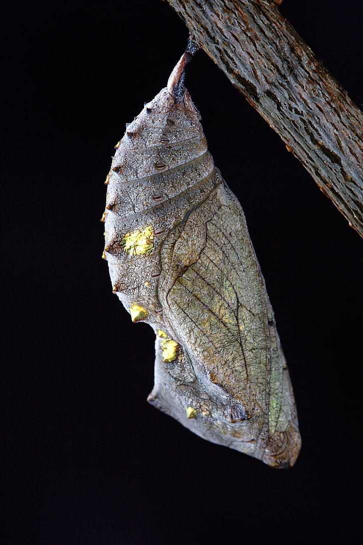 shallow focus photography of gray and green cocoon