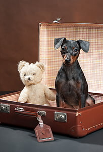 adult black and tan mini pinscher beside beige bear plush toy