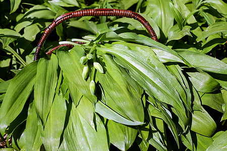 green leaf plant on brown basket at daytime